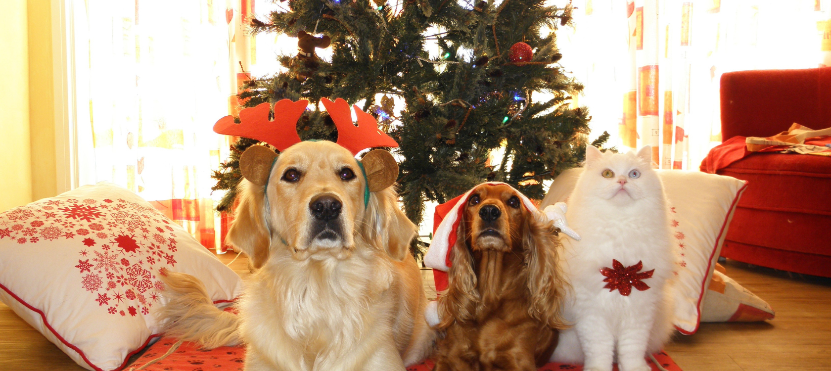 Canitourisme et Félitourisme : Un Bilan Prometteur et des Perspectives Innovantes pour 2025