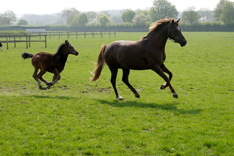 Zuchtstute von Dresman I-Marsvogel mit Cloony AT Stutfohlen