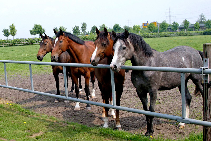 Die Rentner und jungen Ponys
