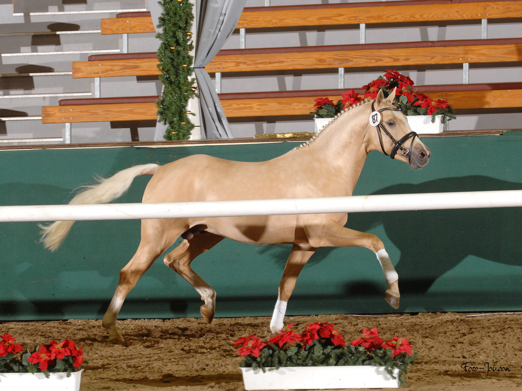 Foto Job-Golden State Prämienhengst 2011 Münster-Handorf