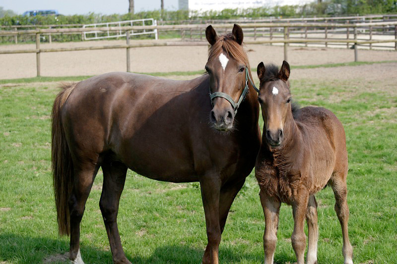 Zuchtstute von Dresman I-Marsvogel mit Cloony AT Stutfohlen