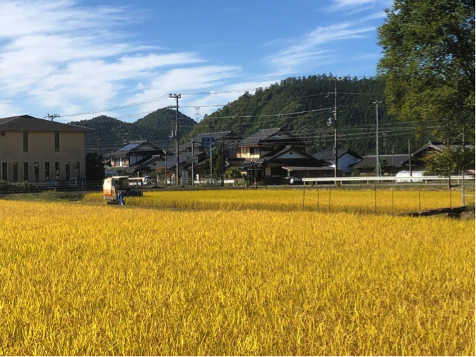 ヒノヒカリ収穫終了▶販売開始