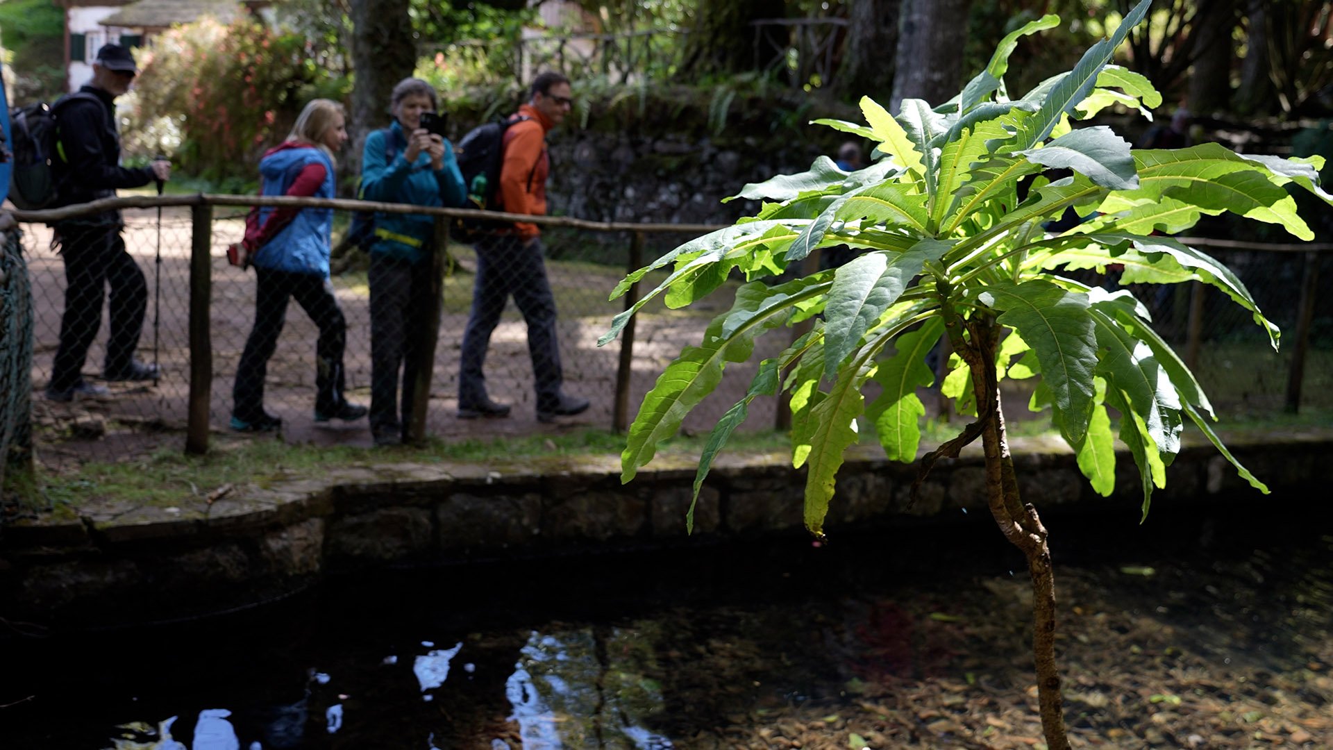 ... wandern wir durch den Queimadas-Nationalpark