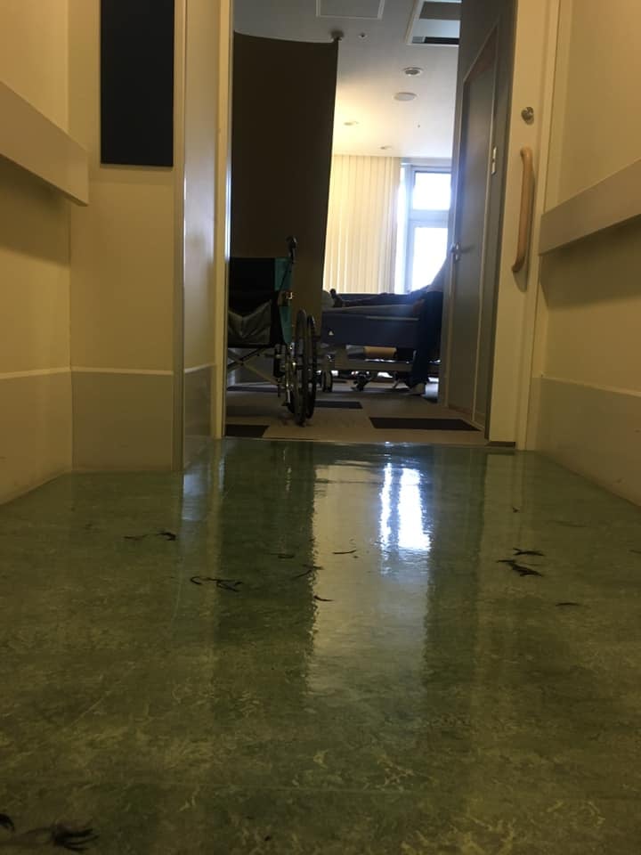 シャンプーボランティア