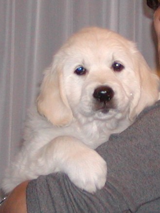 Diamond Kiss of Golden Dream Team (Lotte)