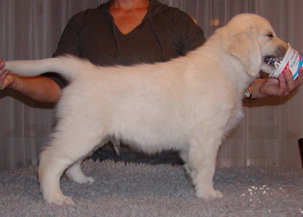 Diamond Power of Golden Dream Team (Duke)