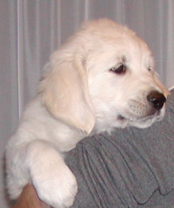 Diamond Light of Golden Dream Team (Duffy)