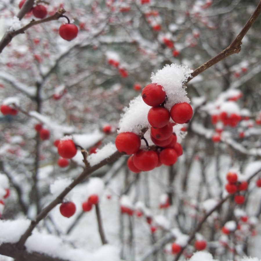 Unser Garten im Winter