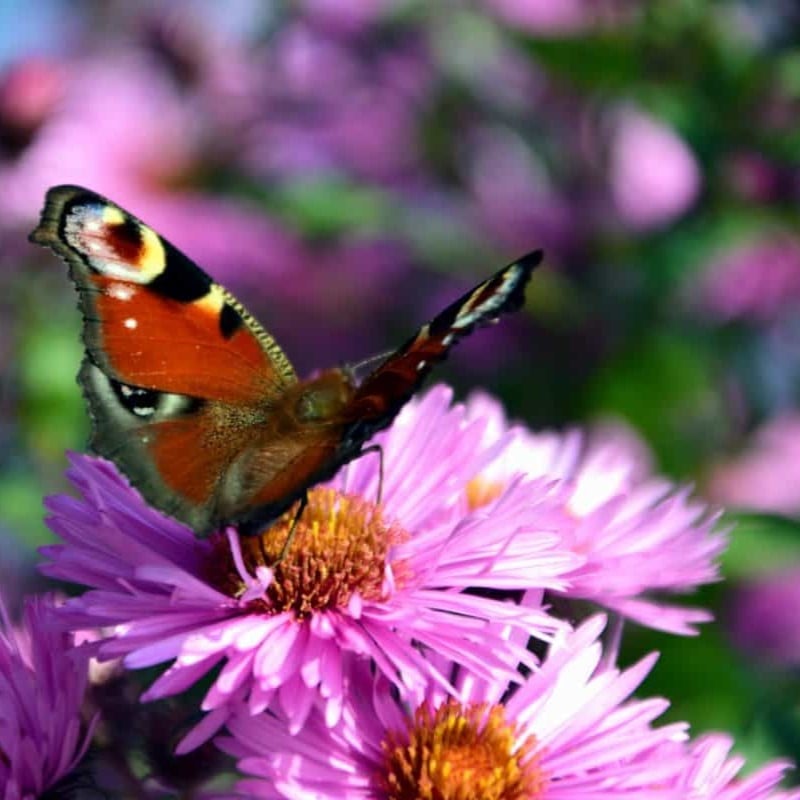 Unser Garten im Sommer