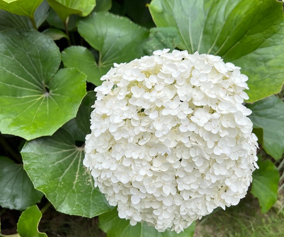 助成金にご採択いただきました