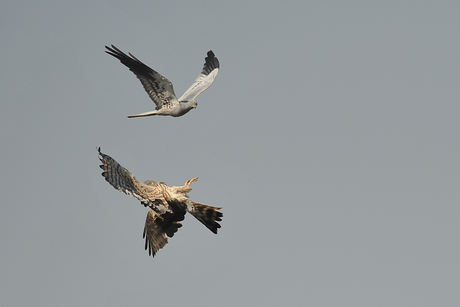 Balzflug der Wiesenweihe (Foto:J.Baumgartner)