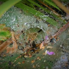 Eine Trichterspinne in ihrer Wohnhöhle, Foto: N. Ephan