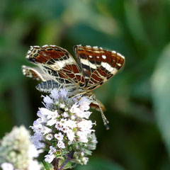 Die bunte Unterseite des Landkärtchens, Foto: N. Ephan