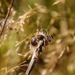 Kugelspinne Phylloneta impressa, Foto: Werner Oertel