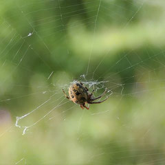 Die Schilfradspinne (Larinoides cornutus) im Fangnetz, Foto: N. Ephan
