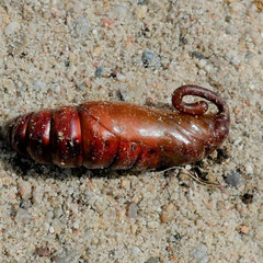 Der Windenschwärmer, ein Langstreckenwanderer aus dem Süden, wird im Winter sterben, wenn er nicht rechtzeitig schlüpft, Foto: N. Ephan