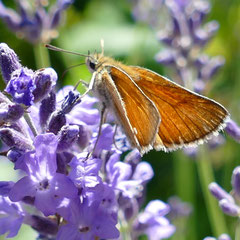 Der Schwarzkolbige Braundickkopffalter kann nur dort existieren, wo Gras nicht regelmäßig gemäht wird, Foto: N. Ephan