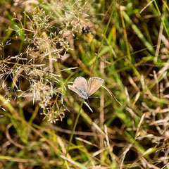 Nicht identifizierter Bäuling, Foto: Werner Oertel