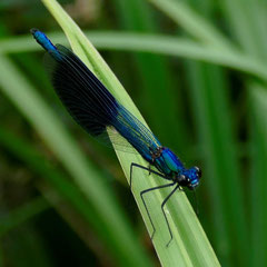 Gebänderte Prachtlibelle, Foto: N. Ephan