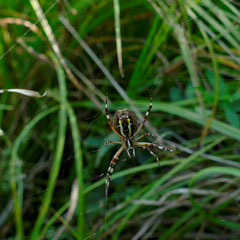 Die Wespenspinne ist auch auf der Unterseite schön gezeichnet, Foto: N. Ephan