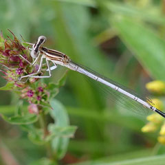 Junge weibliche Blaue Federlibelle, Foto: N. Ephan