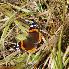 Der Admiral kann seinen Energiebedarf auch mit dem Honigtau der großen Weidenrindenlaus decken, aber seine Raupen sind auf Brenneseln angewiesen, Foto: N. Ephan