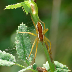 Die gerandete Jagdspinne ist gefährdet (RL3), weil die wichtigen Feuchtbiotope zerstört werden, Foto: N. Ephan