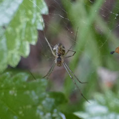 Nicht identifizierte Spinne, Foto: N. Ephan