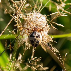 Schilfradspinne (Larinoides cornutus) vor ihrem Schlupfwinkel, Foto: Werner Oertel