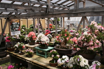 さつき盆栽 光華園の園内には、筋の良い小～中品を主に、半完成木、完成木がずらりと並ぶ。