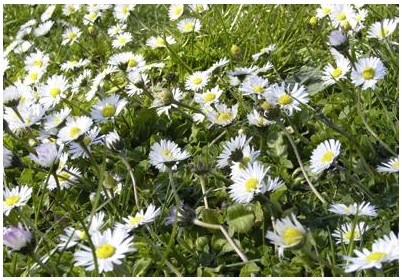 Tauchen Sie ein in die wunderbare Pflanzenwelt ...