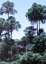 北山杉 -東京 小日向 本法寺-東京都文京区のお墓 永代供養墓 法要-