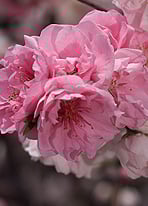 源平桃 -東京 小日向 本法寺-東京都文京区のお墓 永代供養墓 法要-