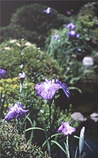 花菖蒲 -東京 小日向 本法寺-東京都文京区のお墓 永代供養墓 法要-