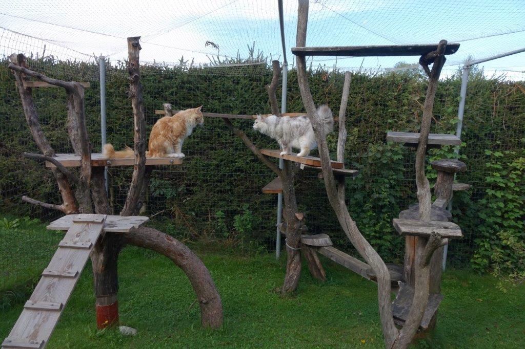 Fancycoons Freigehege