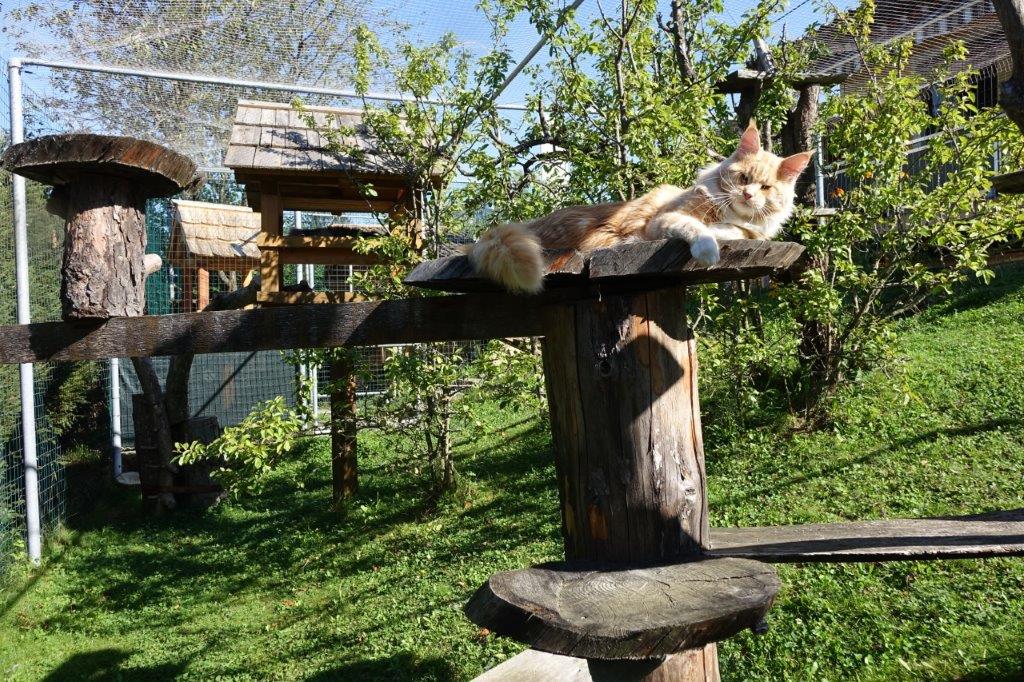 Fancycoons Freigehege