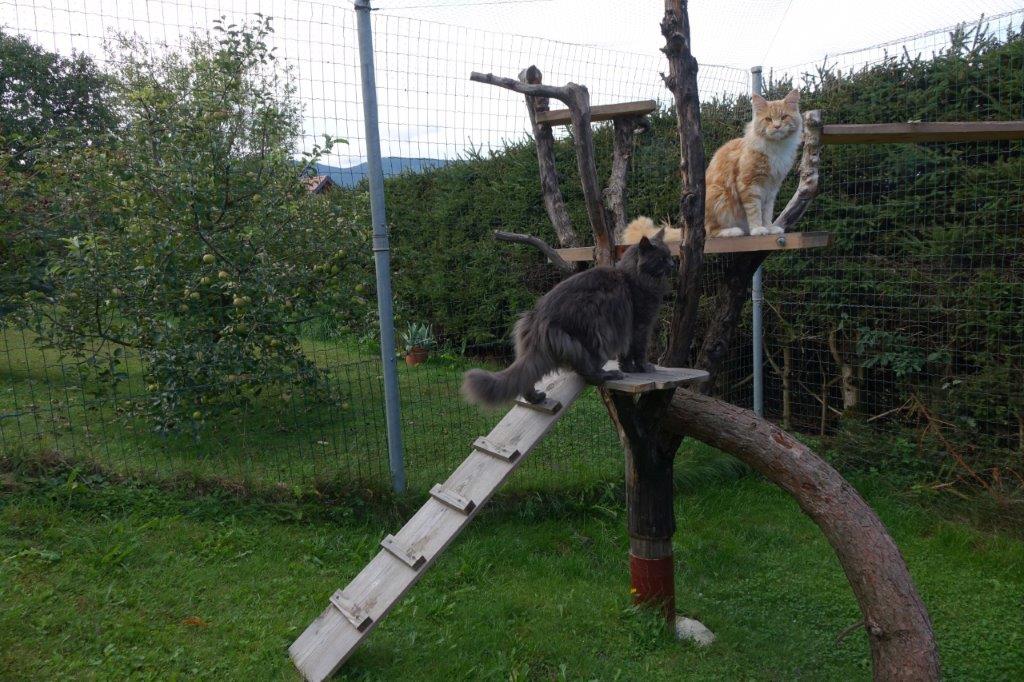 Fancycoons Freigehege