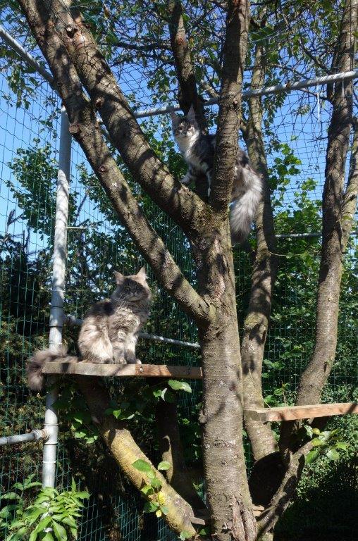 Fancycoons Freigehege