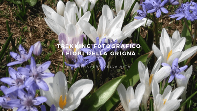 Foto dei fiori bianchi e viola sulla Grigna in primavera