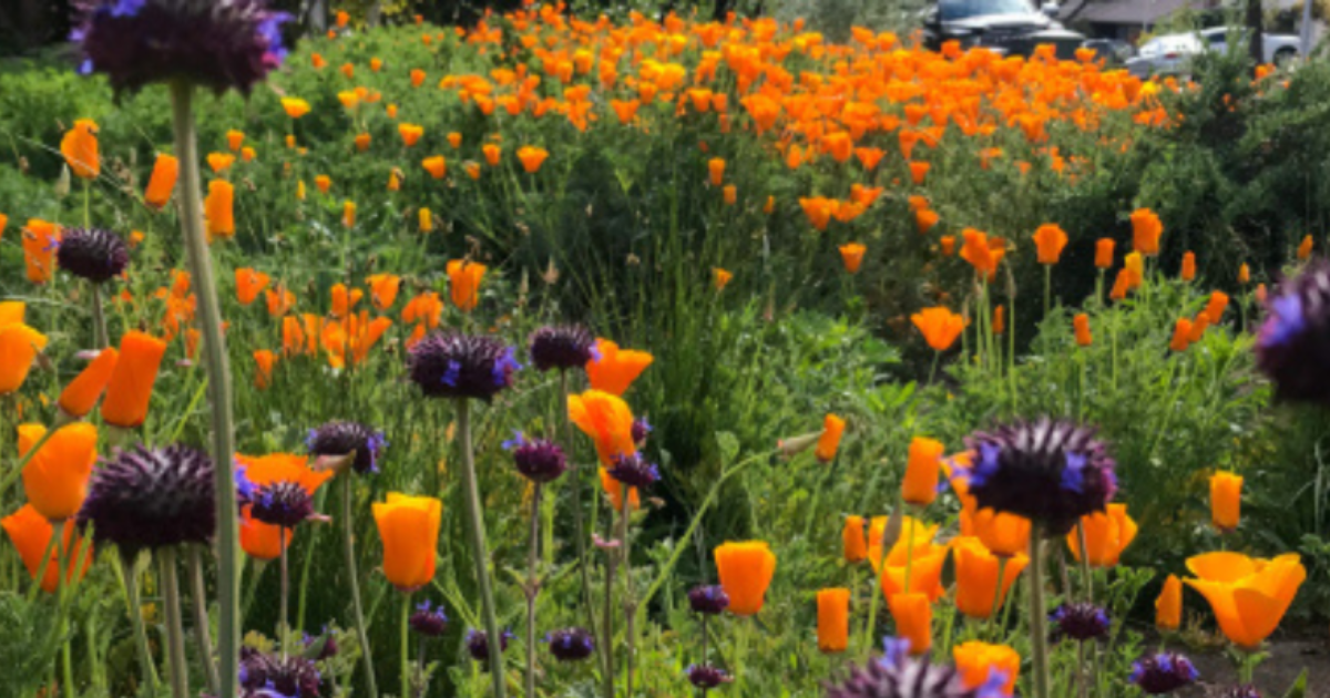 Harvesting Hope: Growing for the Future