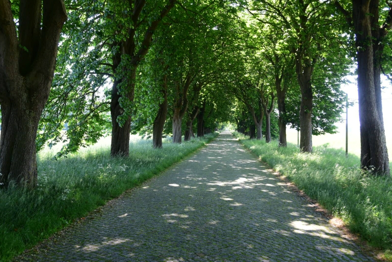 Dieser Teil des Ostseeradwanderwegs ist schuld am meinem wunden Sitzfleisch: 20 km Kopfsteinpflaster zwischen Stralsund und Greifswald 