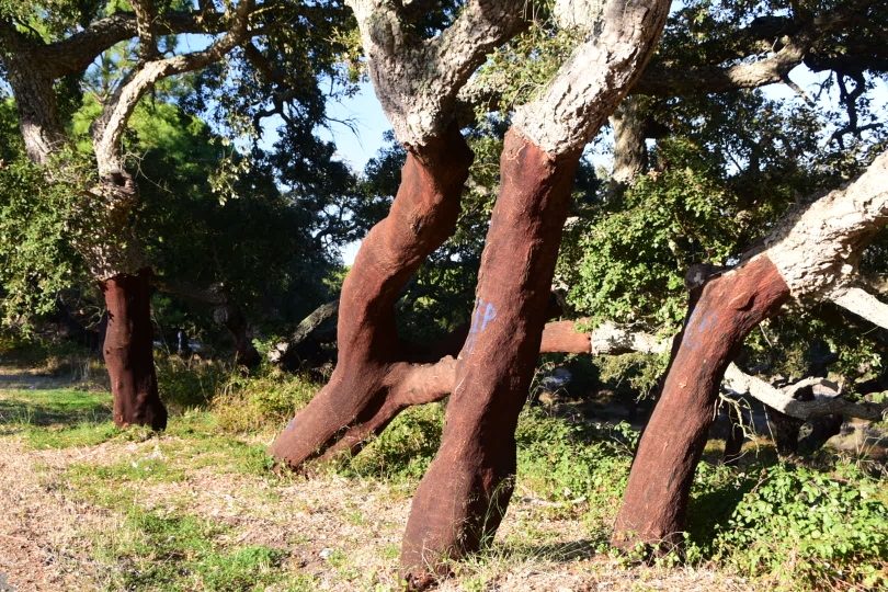 Typisch für den Süden sind auch die Korkeichen, die es wohl wie kein anderer Baum verkraften, wenn man ihnen die gesamte Rinde abschält