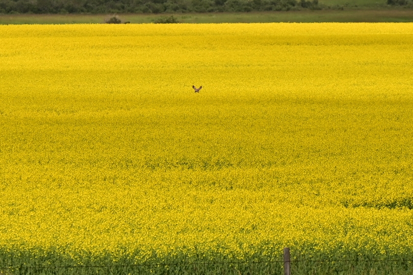 Es ist Mitte Juli und jetzt steht der Raps hier in voller Blüte