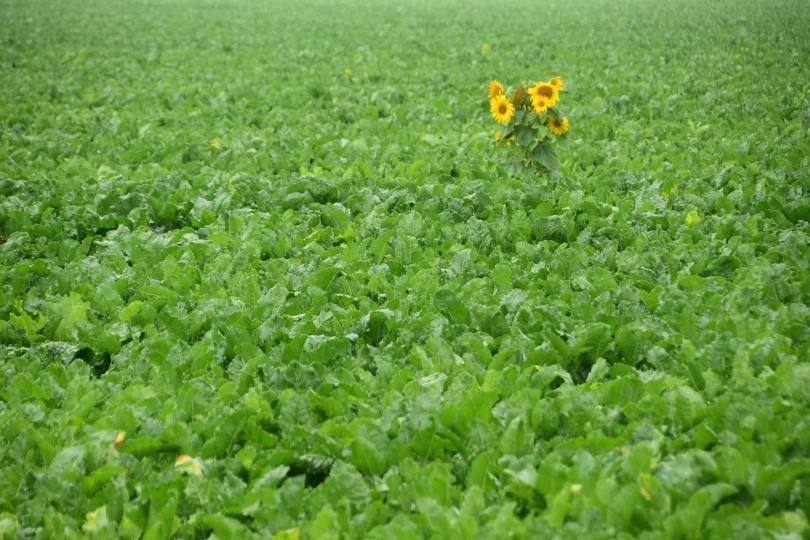 Dünn besiedelt und jede Menge moderner Landwirtschaft - ist das jetzt eine Monokultur?