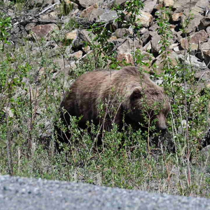 Mein erster Grizzly aus Fahrradperspektive