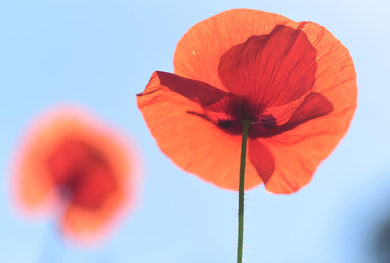 Ja, es ist Frühsommer und alles blüht