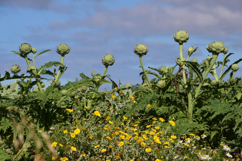 Es wird nicht nur Porree angebaut, sondern auch viele andere Gemüsesorten - hier sind es Artischockenfelder