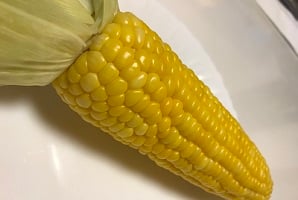 とうもろこし　トウモロコシ　スマイルベジタブル和久井　鹿沼　東京インテリア　東京デザインセンター　インテリア専門ショールーム　家具　雑貨　栃木県