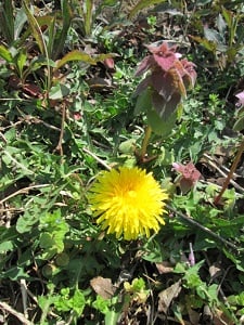東京インテリアデザインセンター/家具/インテリア/栃木県鹿沼市/桜/公園