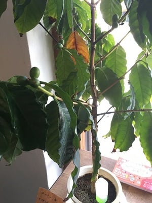 悟理道珈琲　Goridou Coffee Factory　栃木市　蔵の街　コーヒーショップ　古民家